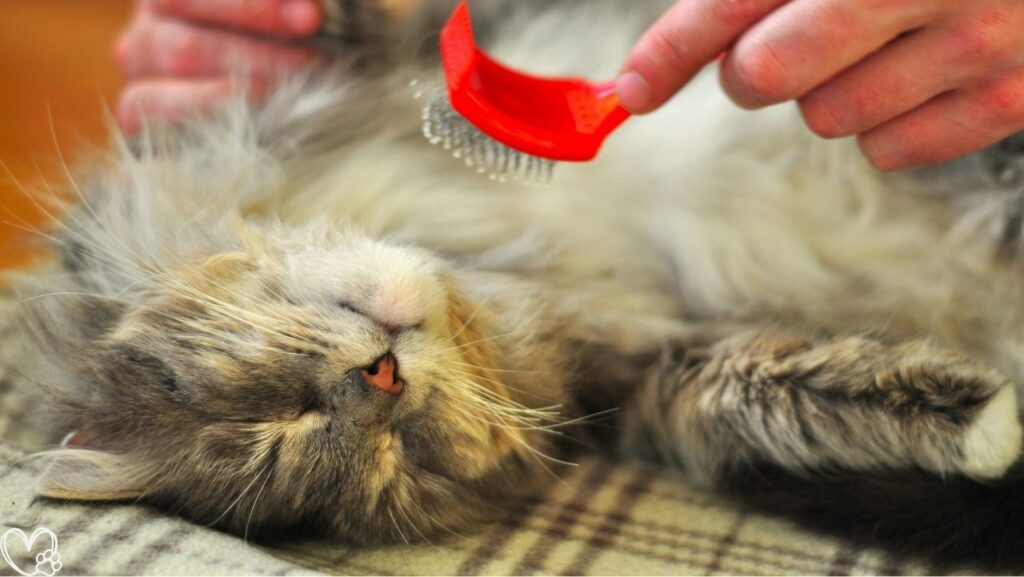 How to Turn Daily Pet Care Into Bonding Moments for Stronger Relationships and Happier Pets
