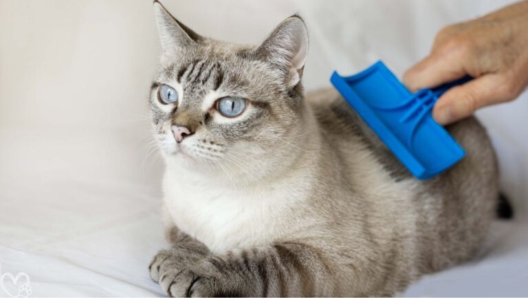 How to Turn Daily Pet Care Into Bonding Moments for Stronger Relationships and Happier Pets