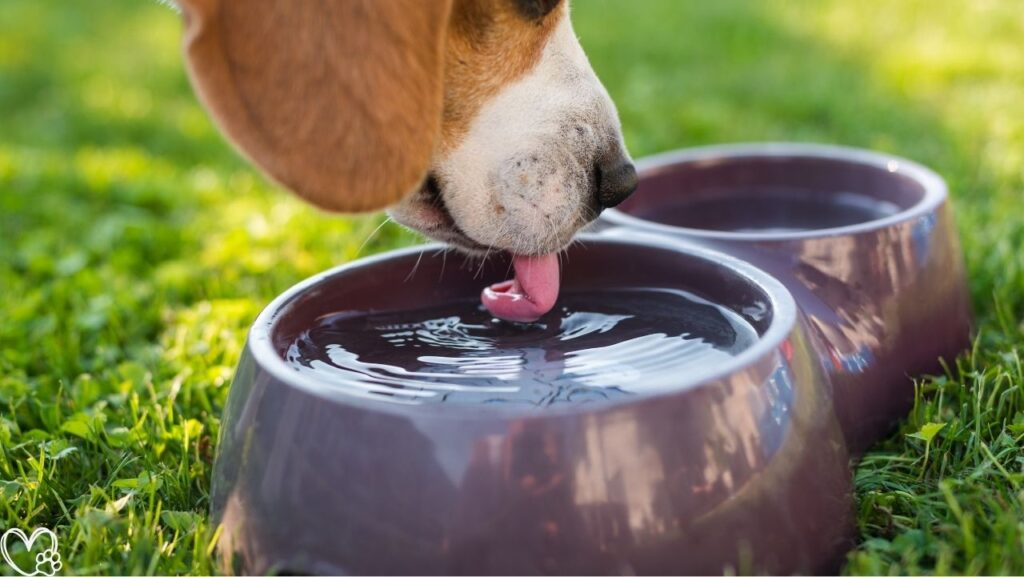 Hydration and Pets: Why Water Matters More Than You Think