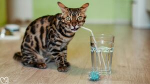 Hydration and Pets: Why Water Matters More Than You Think