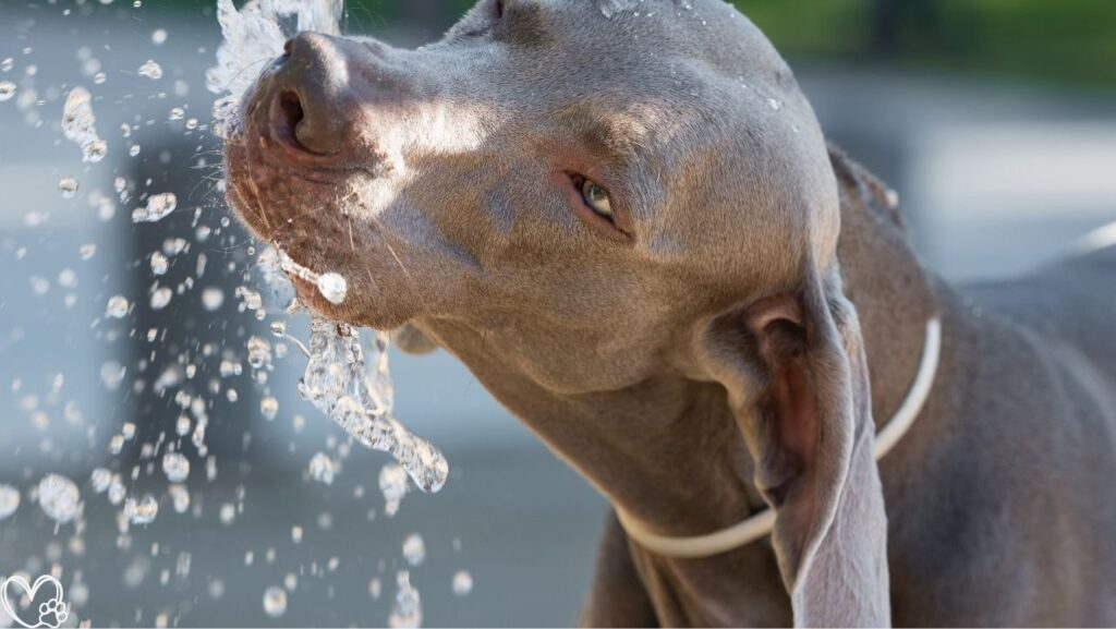 Hydration and Pets: Why Water Matters More Than You Think