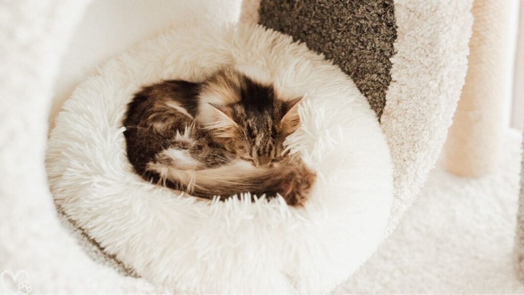 INVENHO Heated Cat Beds Review: Keep Pets Warm—Is It Worth It?