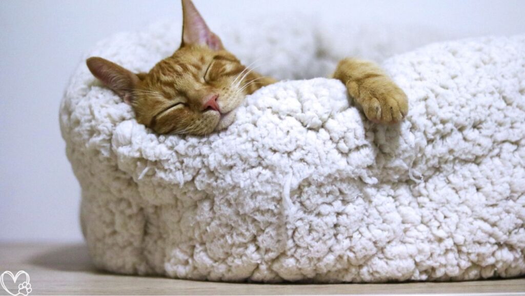 INVENHO Heated Cat Beds Review: Keep Pets Warm—Is It Worth It?