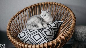 Luxury Pet Items That Are Shockingly Affordable Without Compromising Quality