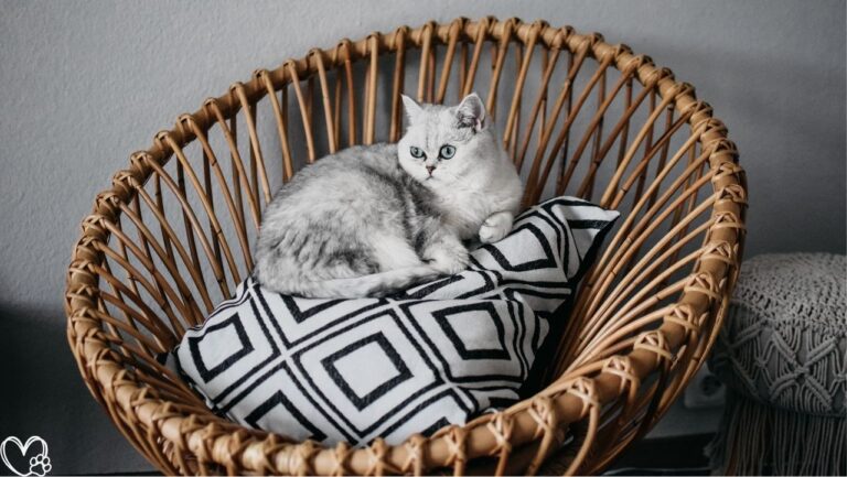 Luxury Pet Items That Are Shockingly Affordable Without Compromising Quality