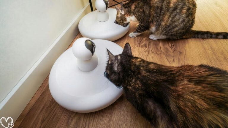Pet Gadgets That Look Crazy… Until You Try Them And Discover Their Practical Benefits