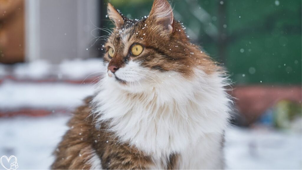 Seasonal Pet Care: What Every Owner Should Do Before Winter Hits for Safe and Healthy Pets