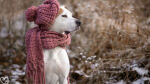 Seasonal Pet Care: What Every Owner Should Do Before Winter Hits for Safe and Healthy Pets