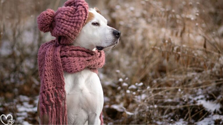 Seasonal Pet Care: What Every Owner Should Do Before Winter Hits for Safe and Healthy Pets