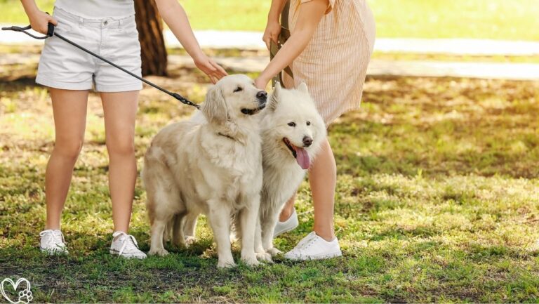 The Science Behind Why Pets Make Us Happier and Healthier