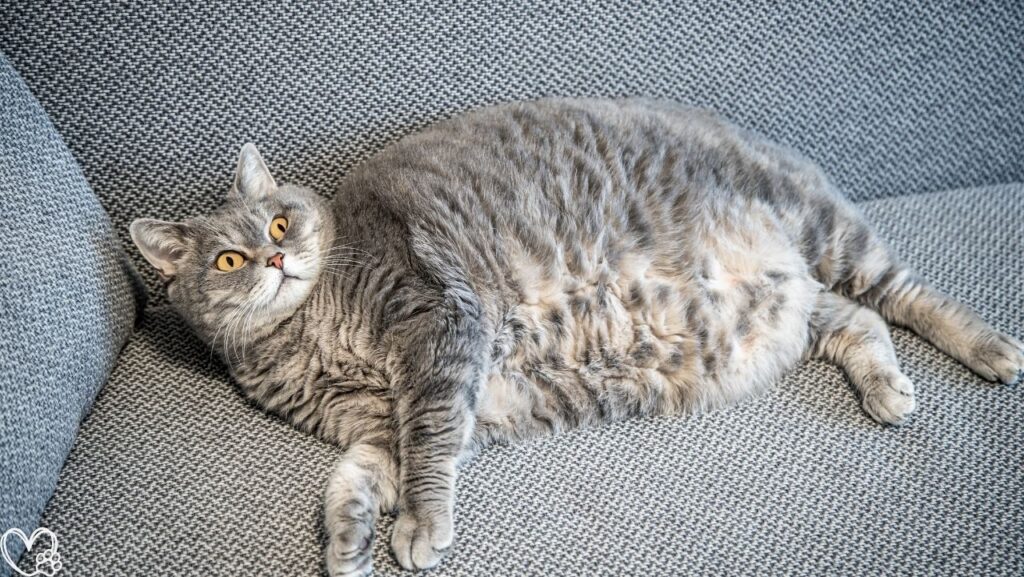 Cat Obesity: Risks, Causes, and Safe Weight Loss Tips