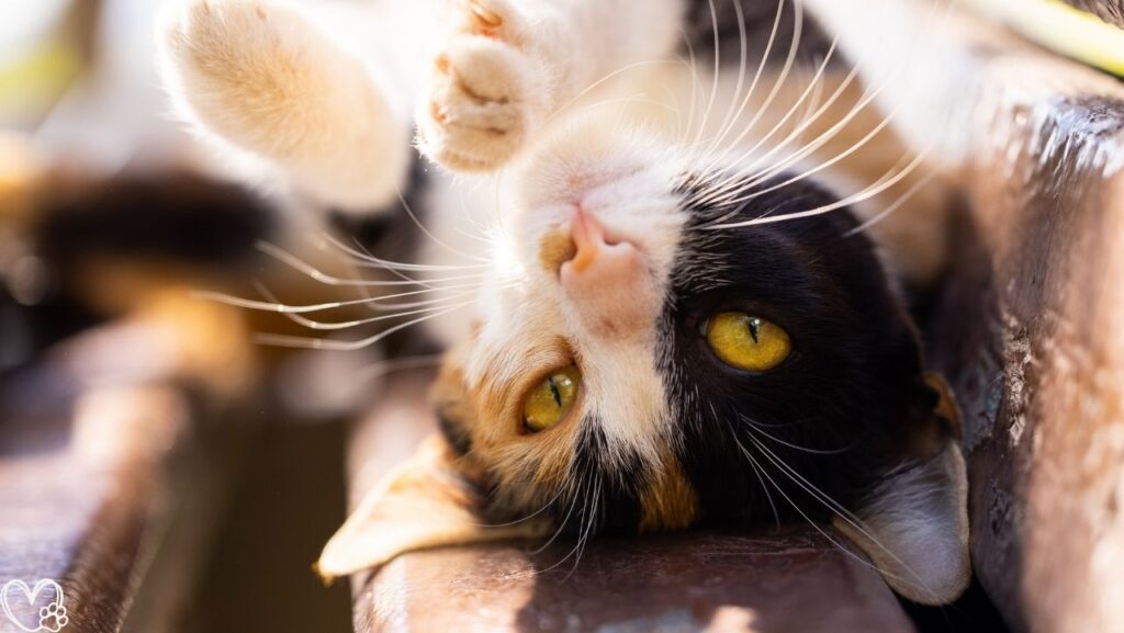 Heartworm Prevention For Dogs Vet-Recommended Treatment and Wellness Tips (3)