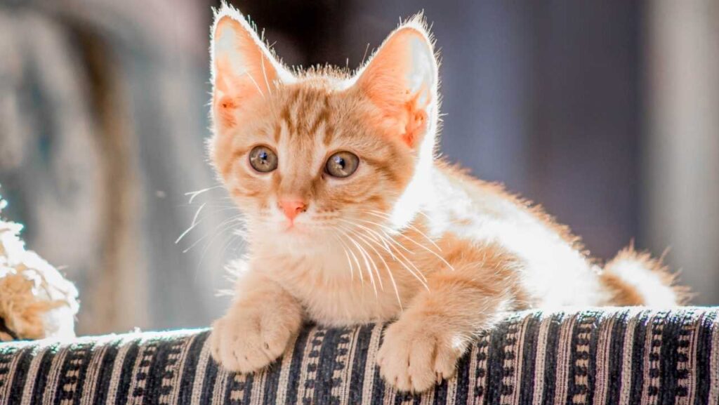 Cat Body Language 101: What Their Tail, Ears, and Eyes Are Really Telling You