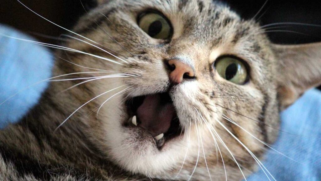 Cat Body Language 101: What Their Tail, Ears, and Eyes Are Really Telling You