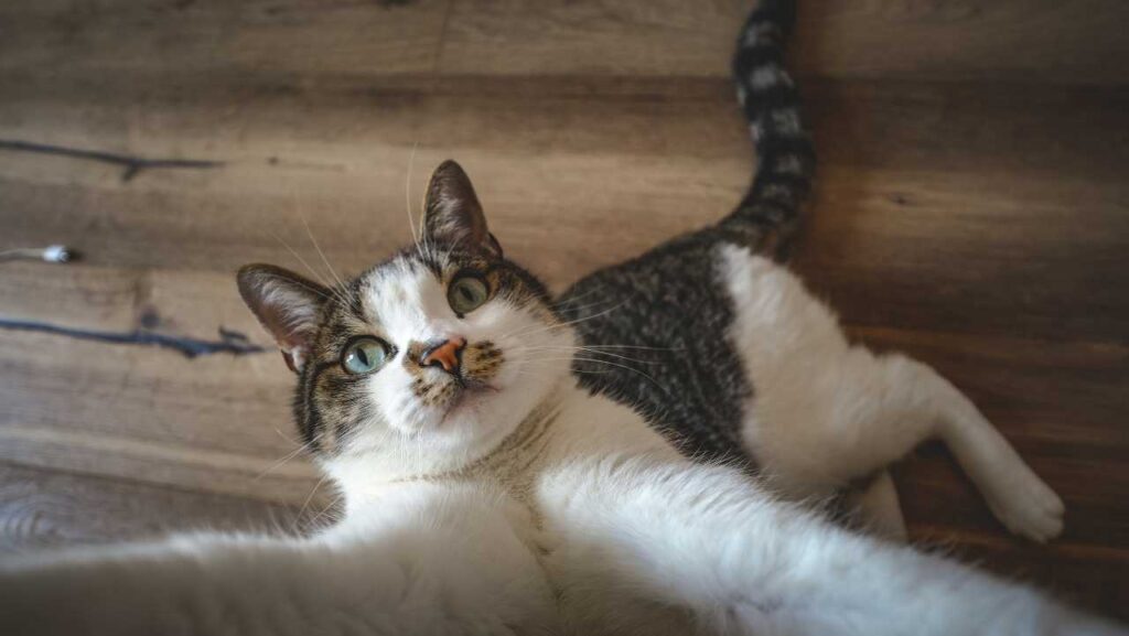 Cat Body Language 101: What Their Tail, Ears, and Eyes Are Really Telling You
