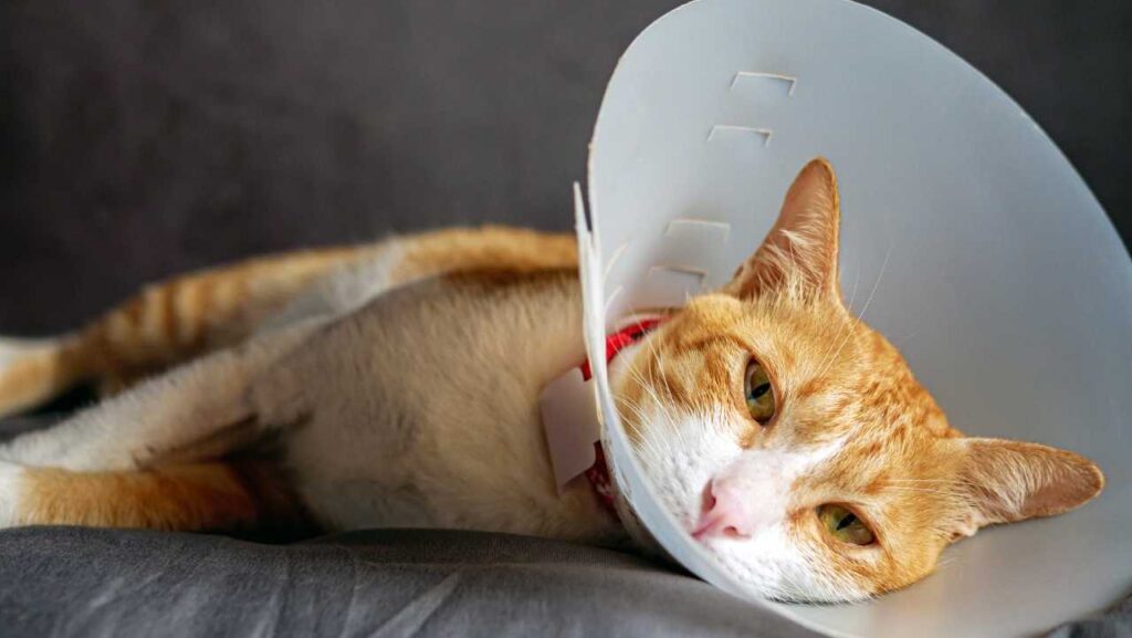 How to Tell If Your Cat Is in Pain: 12 Subtle Signs Most Owners Miss