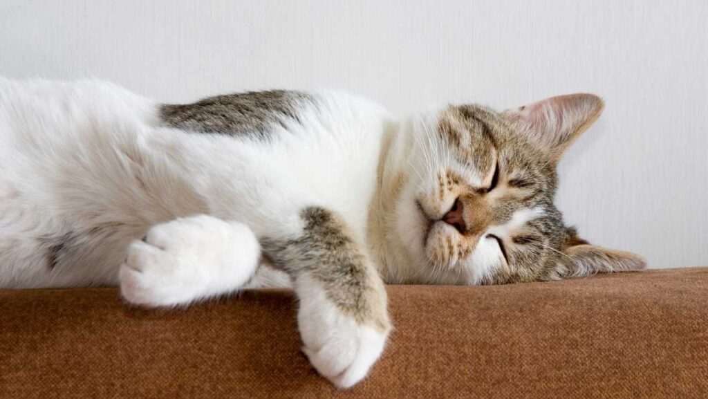 How to Tell If Your Cat Is in Pain: 12 Subtle Signs Most Owners Miss